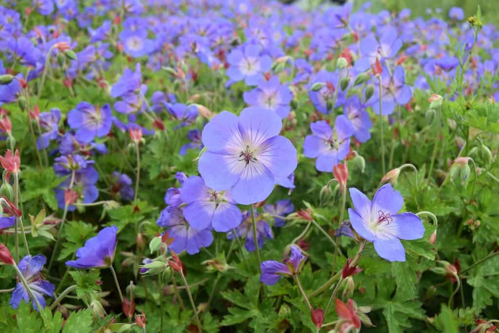 Geranium 'Rozanne' ---